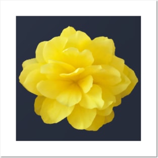 Yellow Double Begonia Flower Close-up Posters and Art